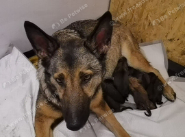 German shepard/ Belgian malinois pups