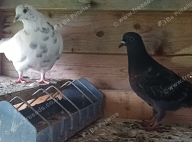 2 young pigeons 5 pounds each
