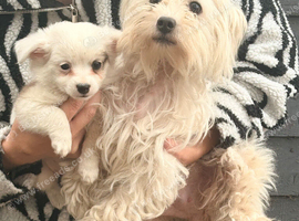 Westie cross pom