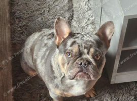 French Bulldog Puppies