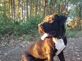 Bully Kutta / Indian Mastiff Aseel x Ancient line for STUD***
