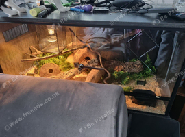 2 baby corn snake full set up