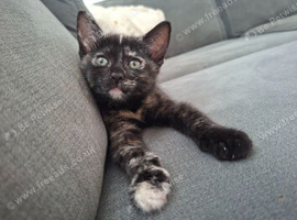 2 FEMALE KITTENS READY NOW.