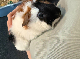 Wanted guinea pig girl