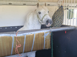 Beautiful grey welsh pony mare