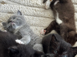 Ragdoll x British short haired kittens