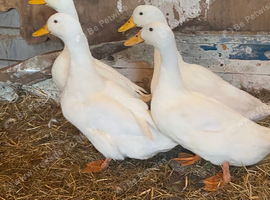Aylesbury ducks