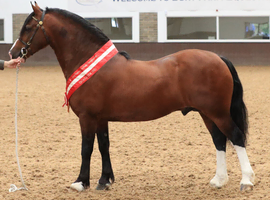 Registered Welsh D gelding