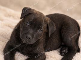Rottweiler X Belgium Malinose