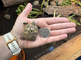 Hermann tortoise hatchlings, 2026, for sale