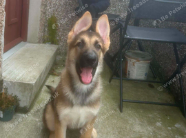 German shepherd X Husky Puppy