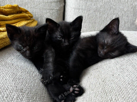 KITTENS LOOKING FOR LOVING HOMES