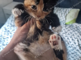 3 x 8 week old kittens