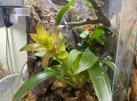 Young crested gecko