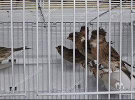 Harlequins canaries