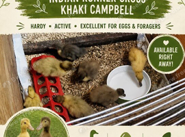 Runner x khaki Campbell ducklings