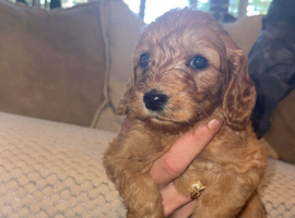 F1 female cockapoo puppies