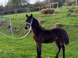 Upstanding colt