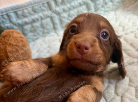 Stunning Miniature Dachunds