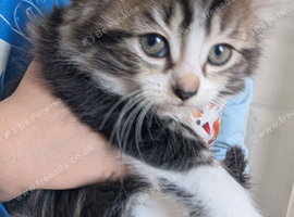 4 kittens available 3 boys 1 girl