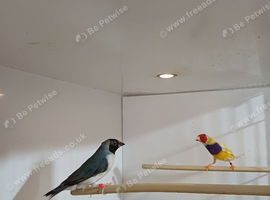 Hen gouldian finch