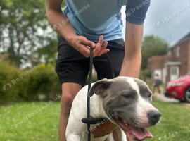 Staffy female