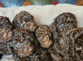 Gorgeous KC REG chocolate toy poodle pups