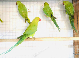 Beautiful young Indian ringneck parrots for sale.