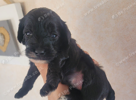 Cockerpoo cross maltipoo pups