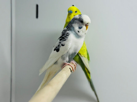 Budgies