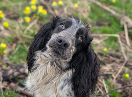 Dog Blue Cocker special 1 Year old