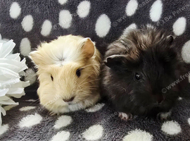 Baby boars ready now