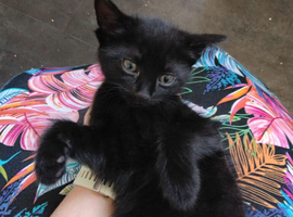 Kitten's
