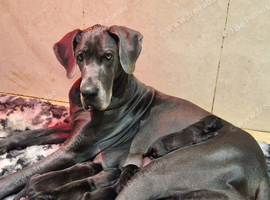 Black Great Dane Puppies