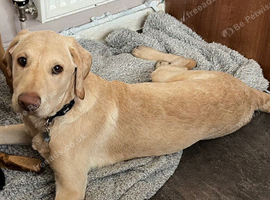 Puppy male Labrador