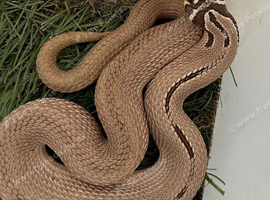 Hognose snakes (morphs)