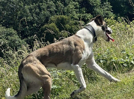 Collie x whippet stud