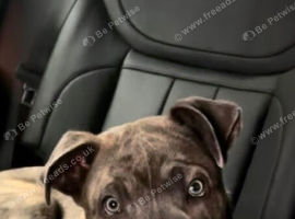Cane corso / pressa pup 9months looking for the perfect family