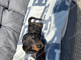 Dachshund