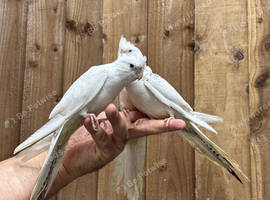 Baby cocktails