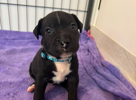 Boy Staff Pup for Sale