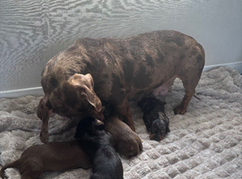 Dachshund