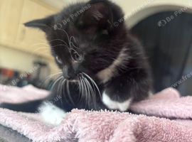 4 kittens for sale