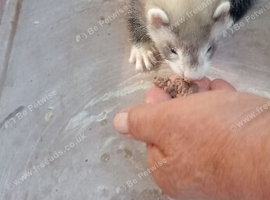 Baby ferrets
