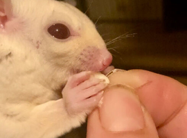 baby&rsquo;s   sugar glider