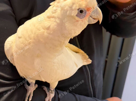 Tame beared eyed cockatoo