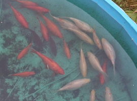 Fre goldfish to a good home 4 to 8 in in length