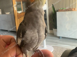 Beautiful Baby Cockatiels Available
