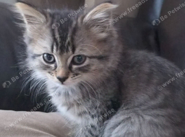 1 beautiful female grey tabby for their forever homes