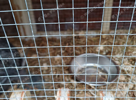 Netherland dwarf X lion head lop.